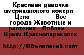 Красивая девочка американского кокера › Цена ­ 35 000 - Все города Животные и растения » Собаки   . Крым,Красноперекопск